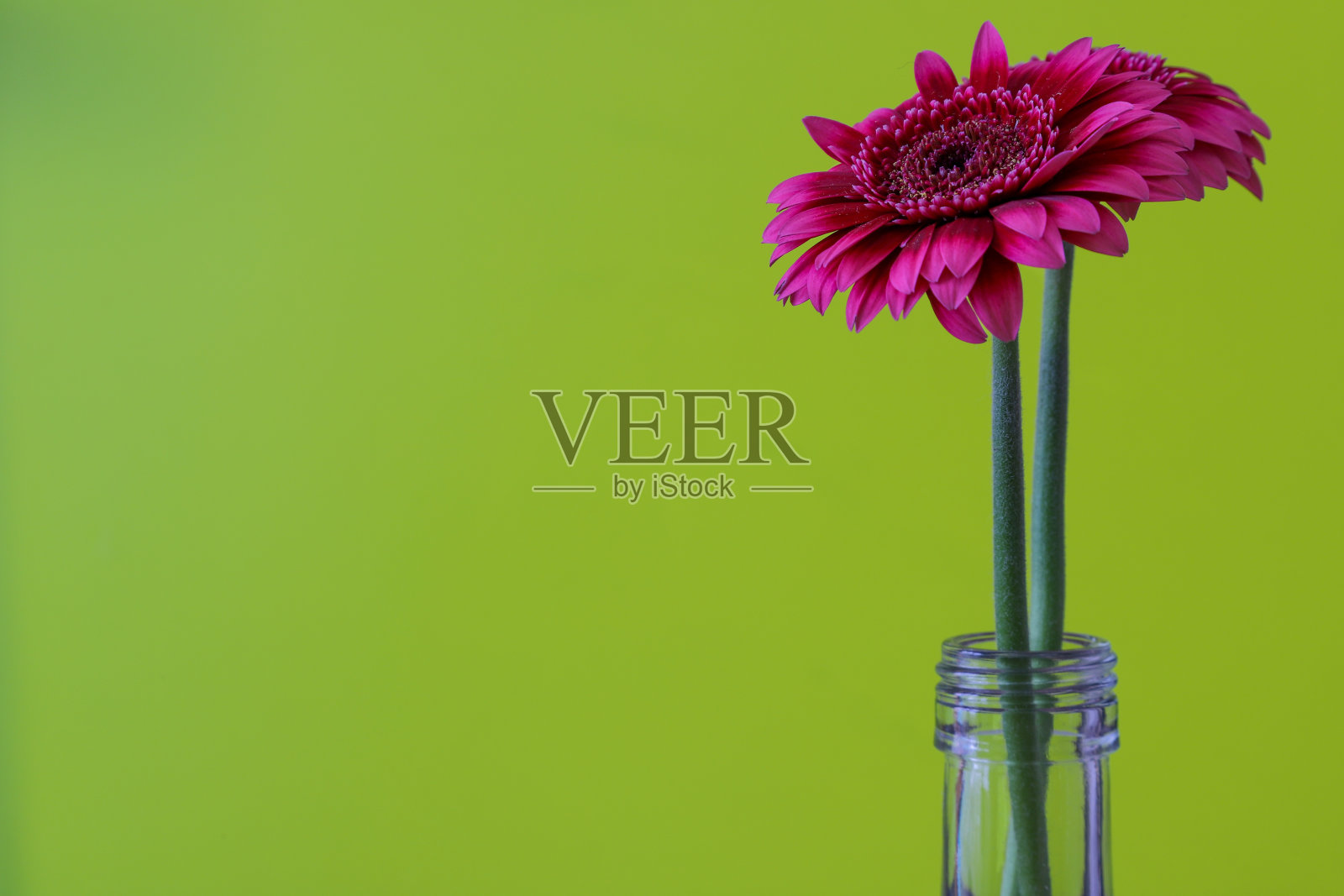 绿色背景中的德兰士瓦雏菊照片摄影图片