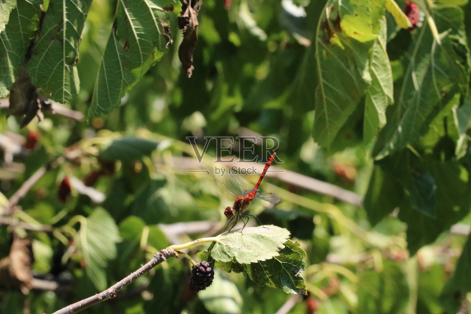 动物照片摄影图片