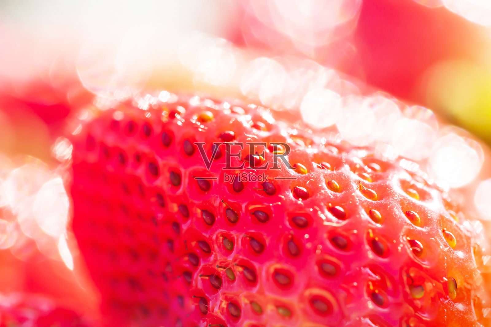 特写新鲜和成熟的草莓与晨露。照片摄影图片