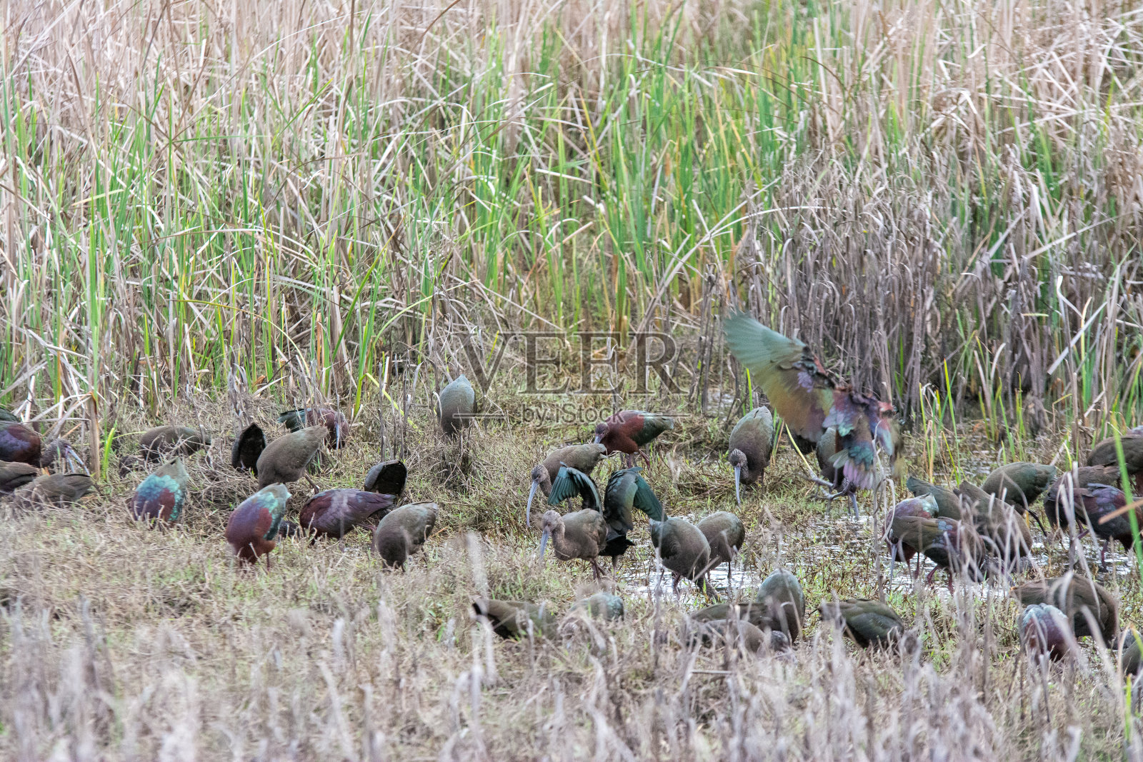 在湿地浅水中进食的朱鹭照片摄影图片