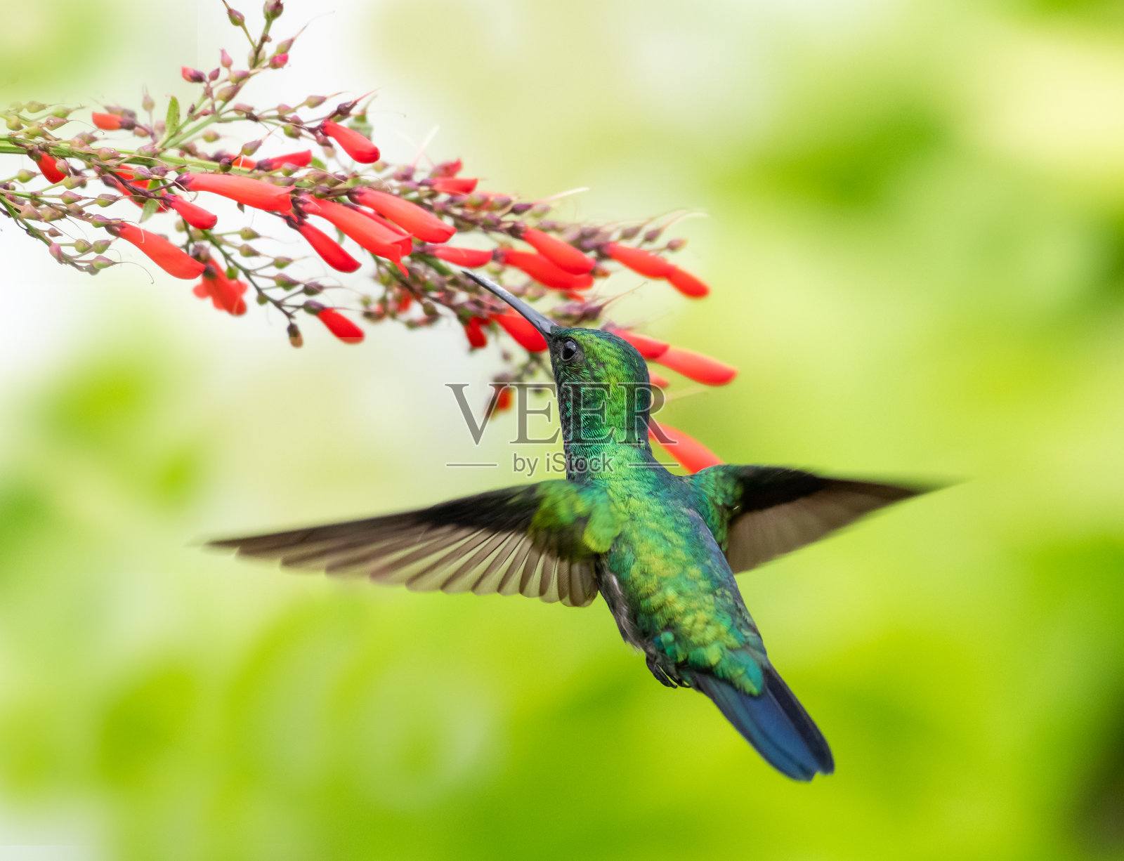 一只雌性蓝下巴蓝宝石蜂鸟正在吃花照片摄影图片