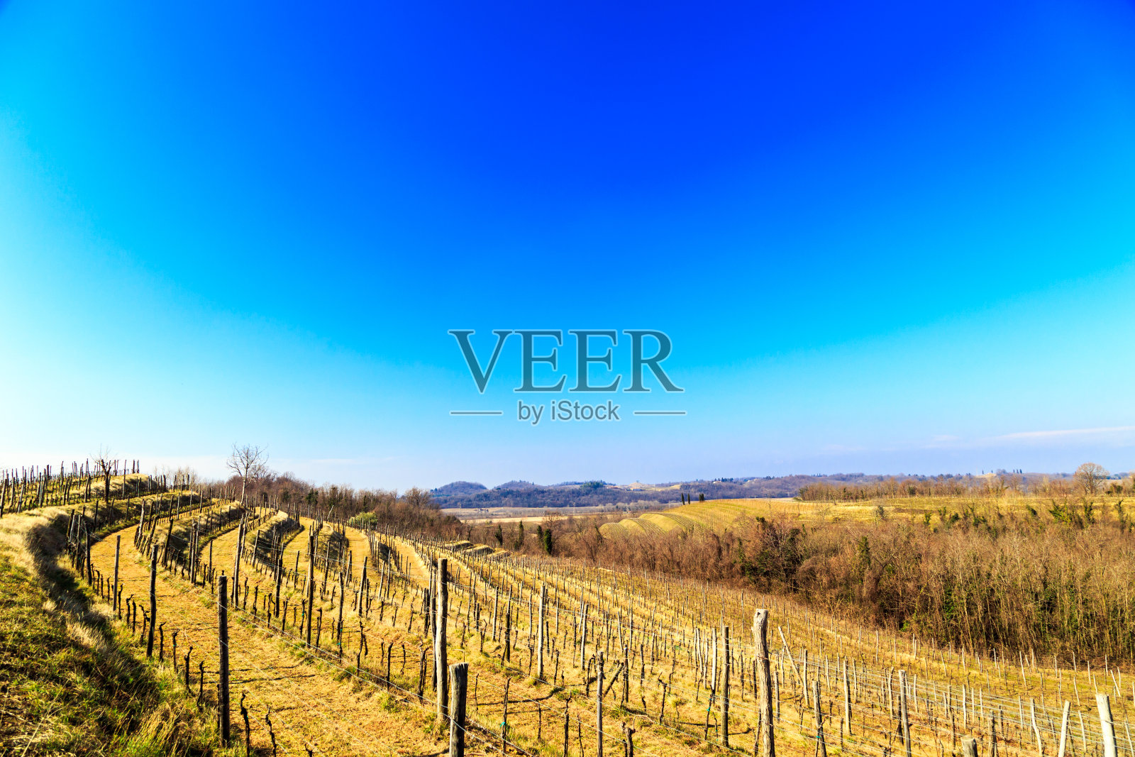 意大利科利奥葡萄园冬天的早晨照片摄影图片