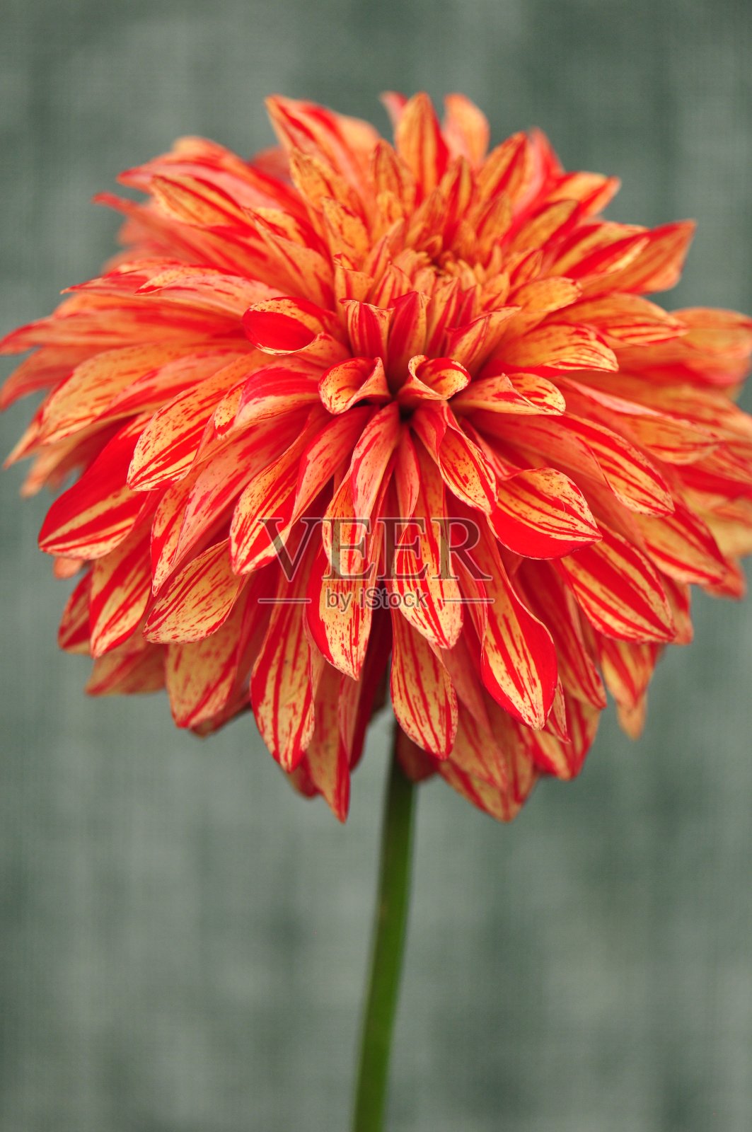 壮观的栽培大丽花在一系列的颜色，形状和大小照片摄影图片