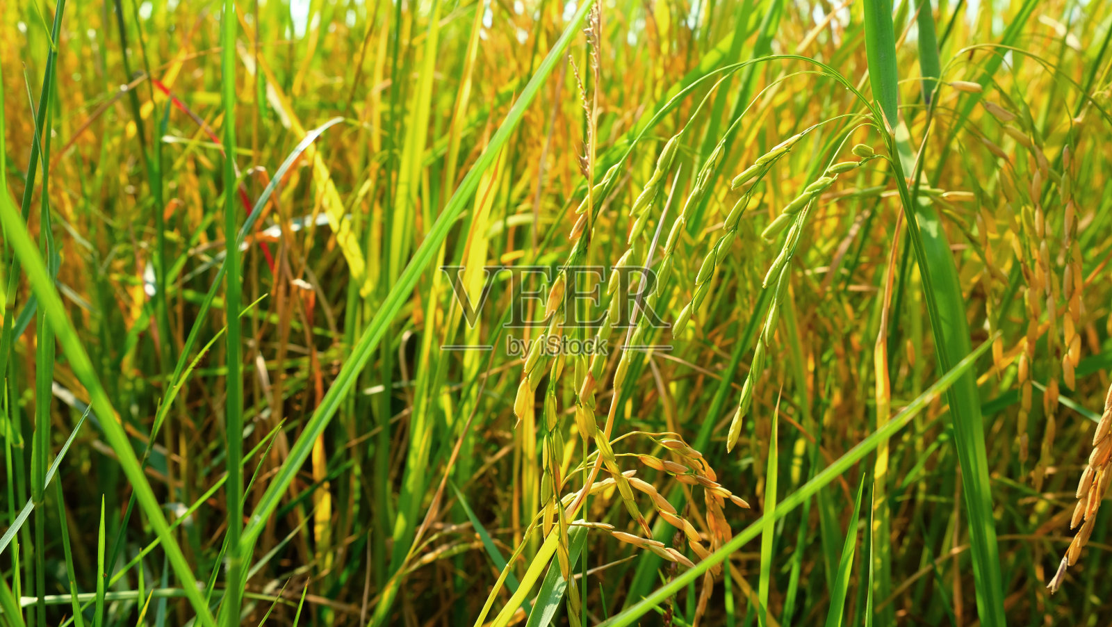 田间背景中的绿色水稻。照片摄影图片