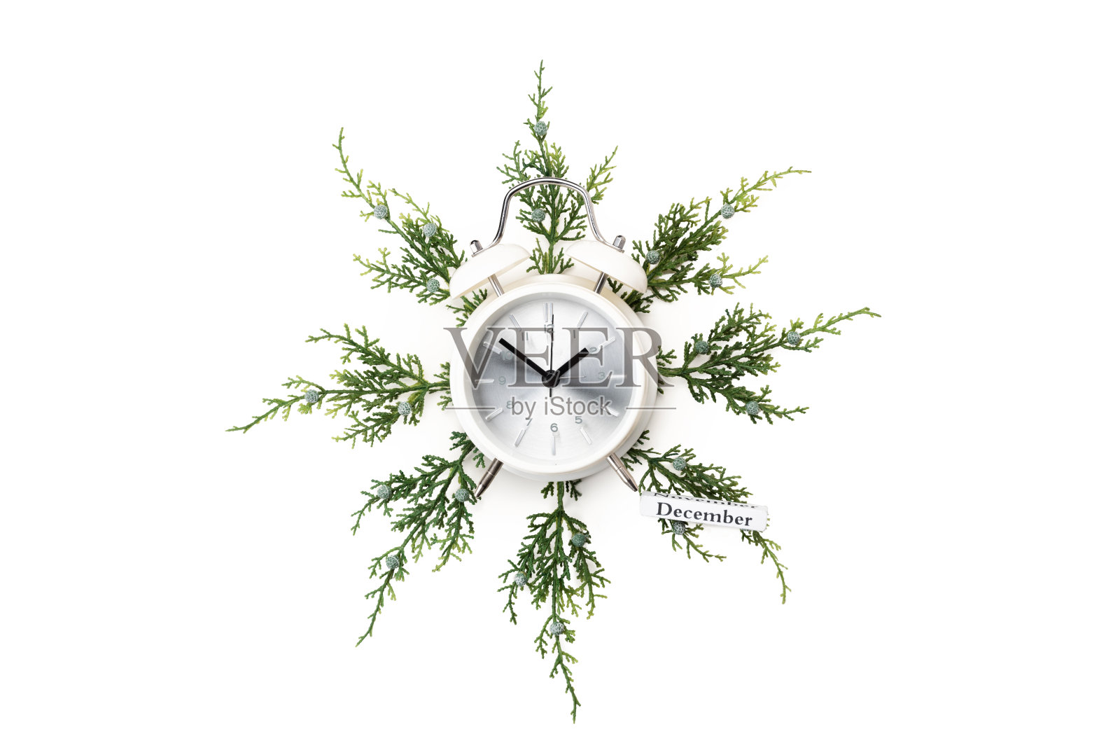 一个闹钟在一个绿色的杜松树枝孤立的白色照片摄影图片