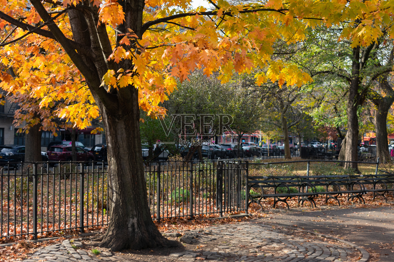 秋季，纽约东村汤普金斯广场公园的彩色圣诞树照片摄影图片
