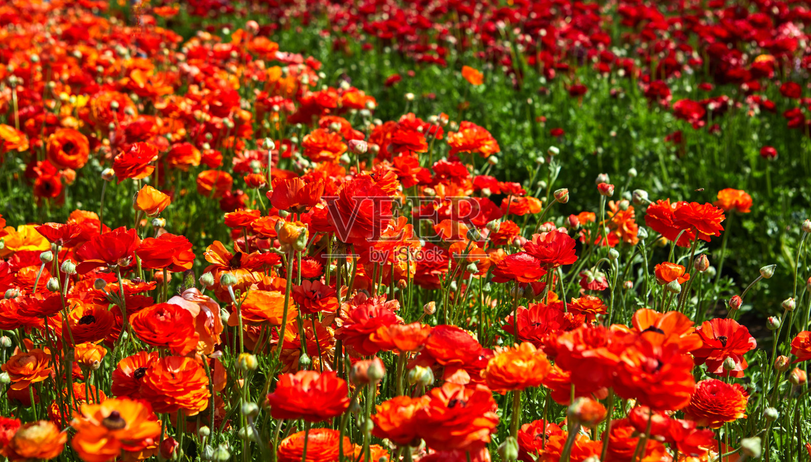 盛开的野花，以色列南部集体农庄的彩色毛茛照片摄影图片