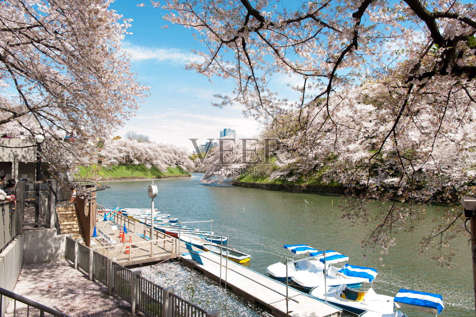 美丽的樱花节在千鸟渊公园，东京，日本。照片摄影图片