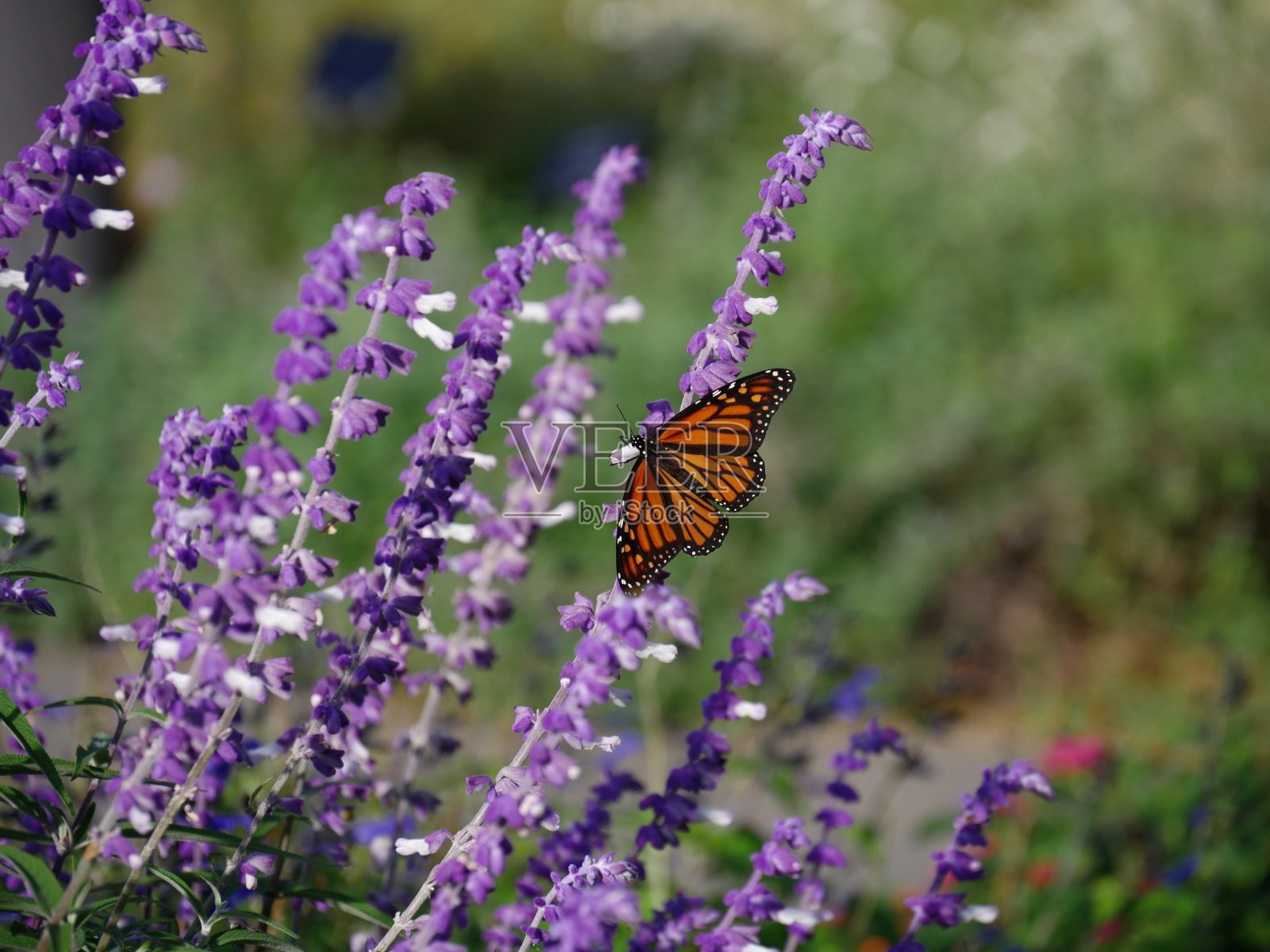 五颜六色的蝴蝶在薰衣草花茎上照片摄影图片