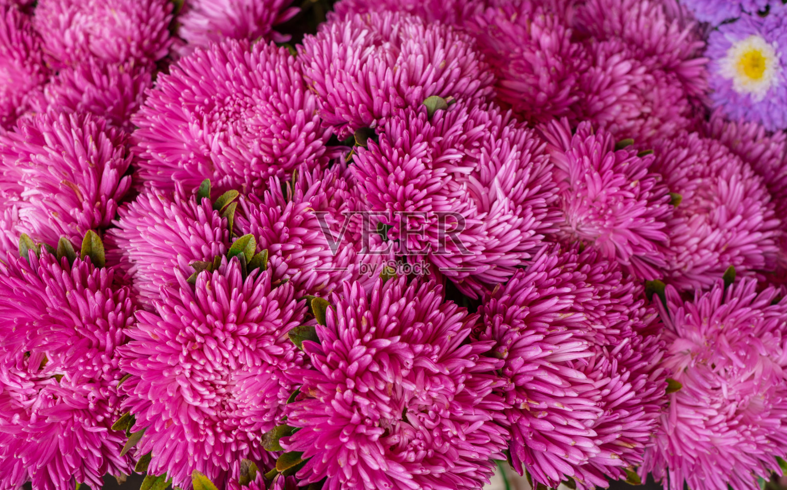 美丽的五颜六色的紫菀花生长在夏季的花园里。照片摄影图片