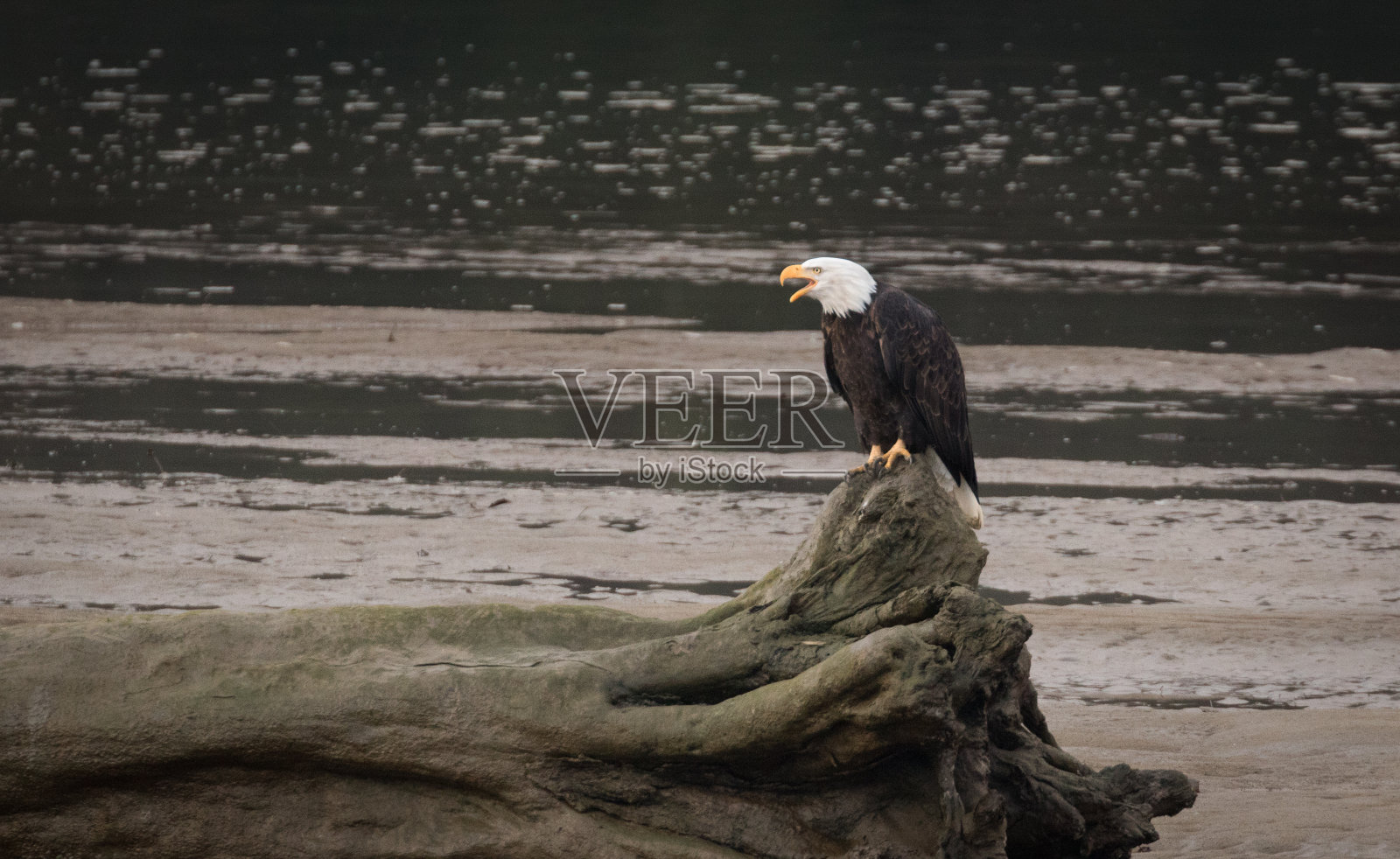 一只秃鹰在木头上休息时大声呼唤着其它的鹰。斯阔米什河岸照片摄影图片