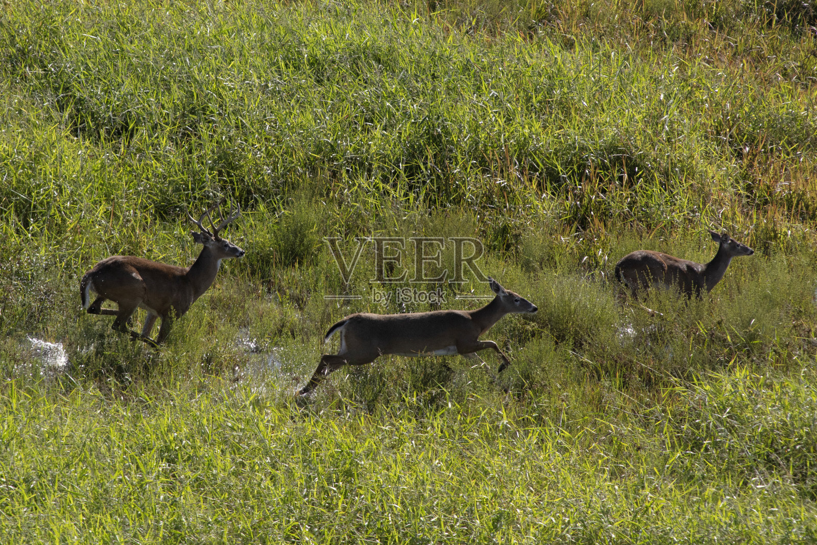 白尾鹿照片摄影图片