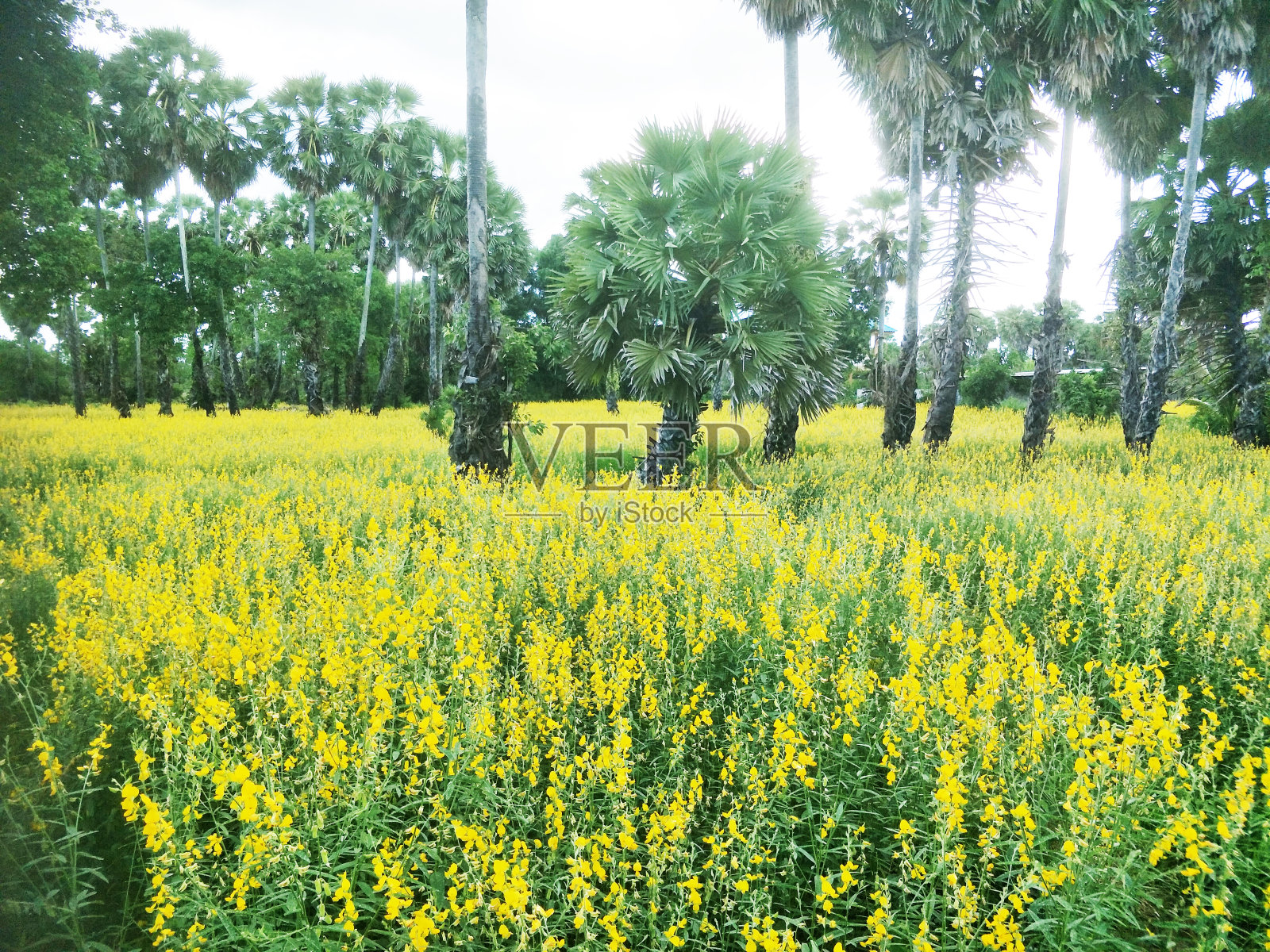 稻田里开着黄色的花照片摄影图片
