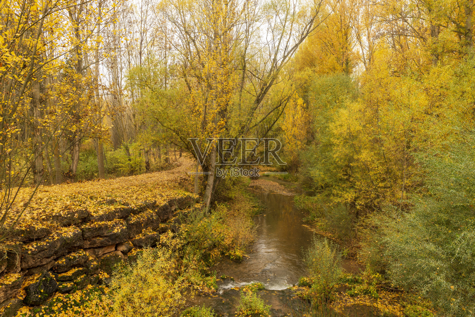 在索里亚的秋树旁照片摄影图片