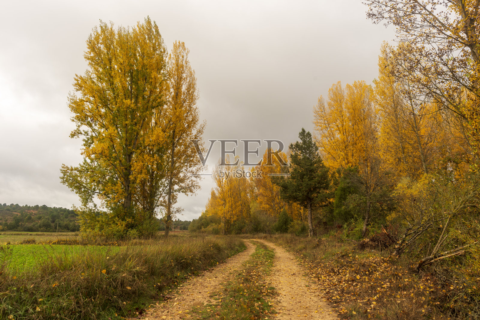 穿过秋天的森林，索里亚照片摄影图片