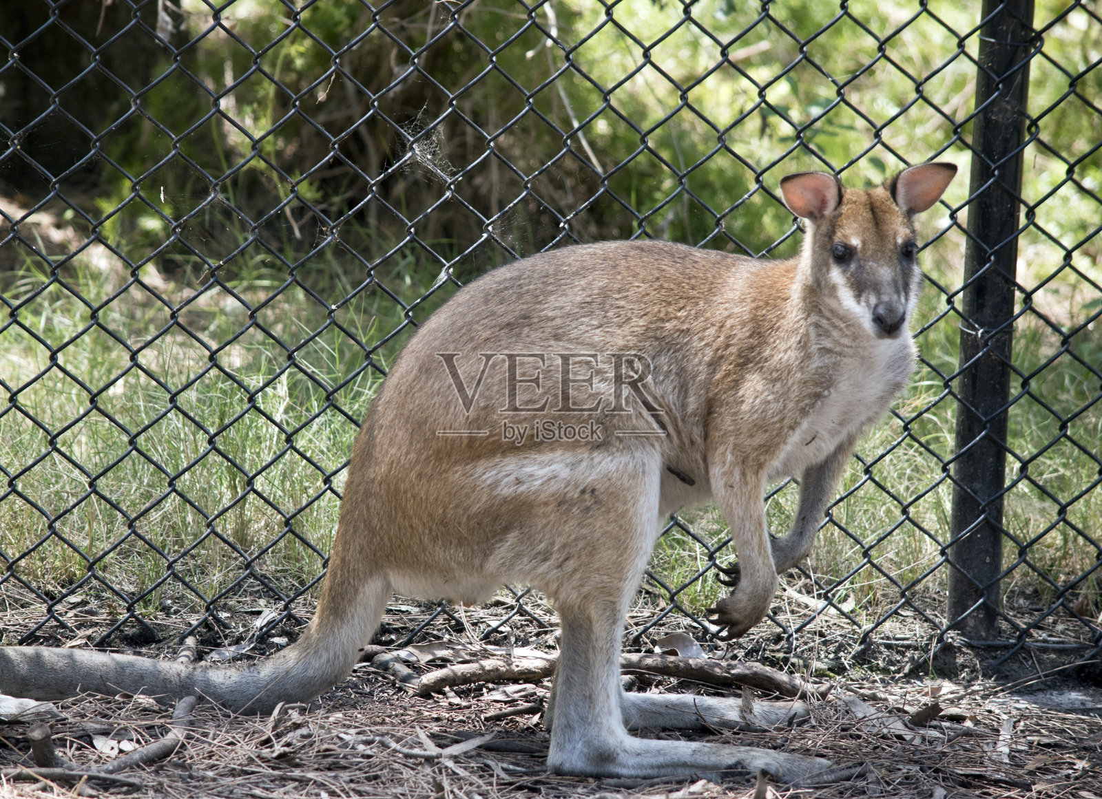 这是一只敏捷的小袋鼠的侧视图照片摄影图片