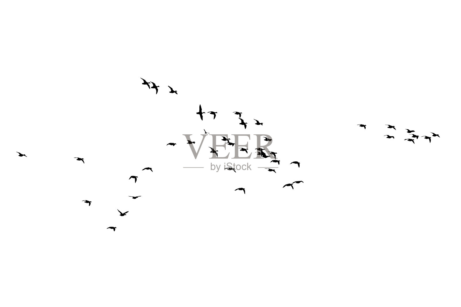 飞翔的鸟。矢量图像。白色背景。插画图片素材