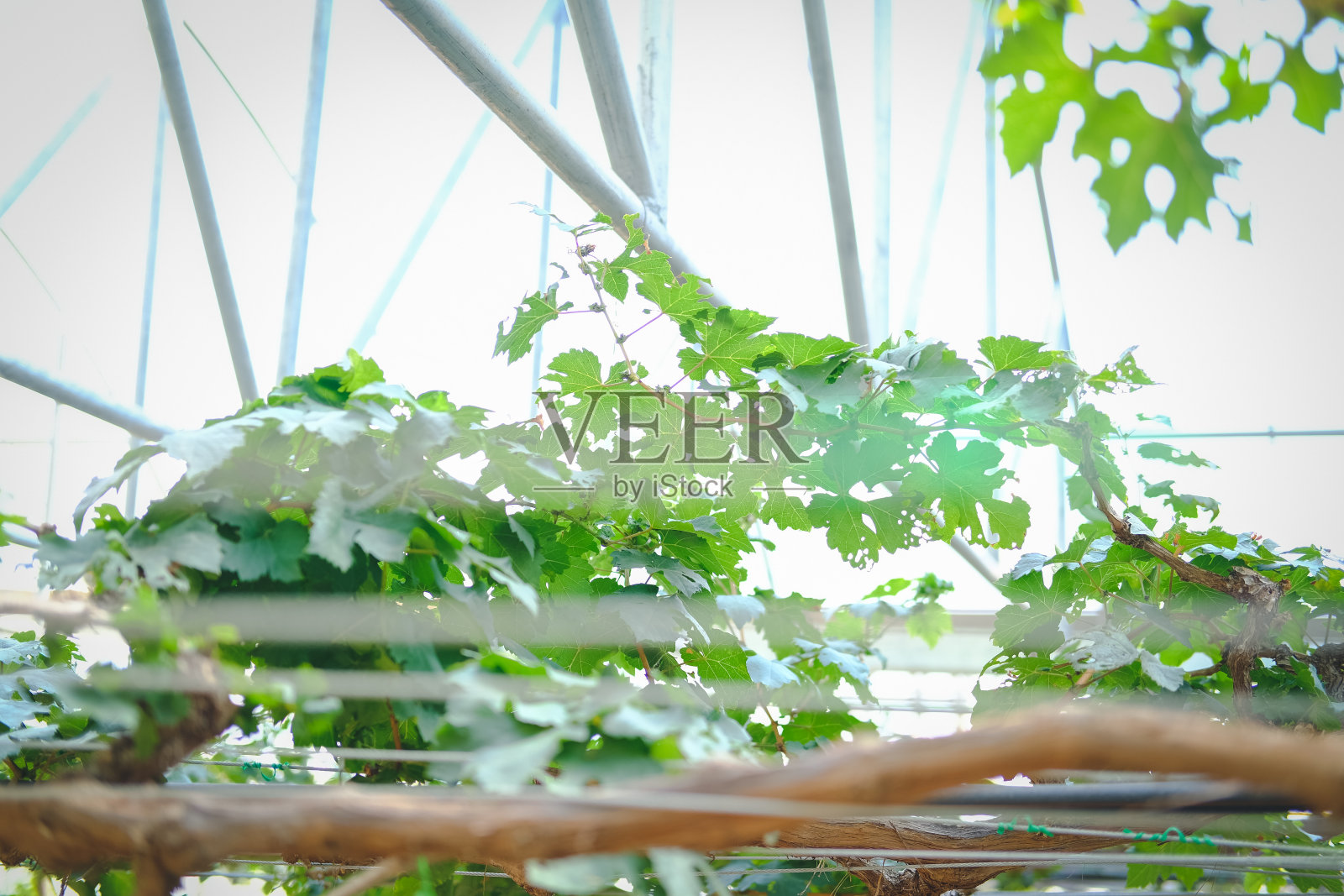 葡萄种植在农场照片摄影图片