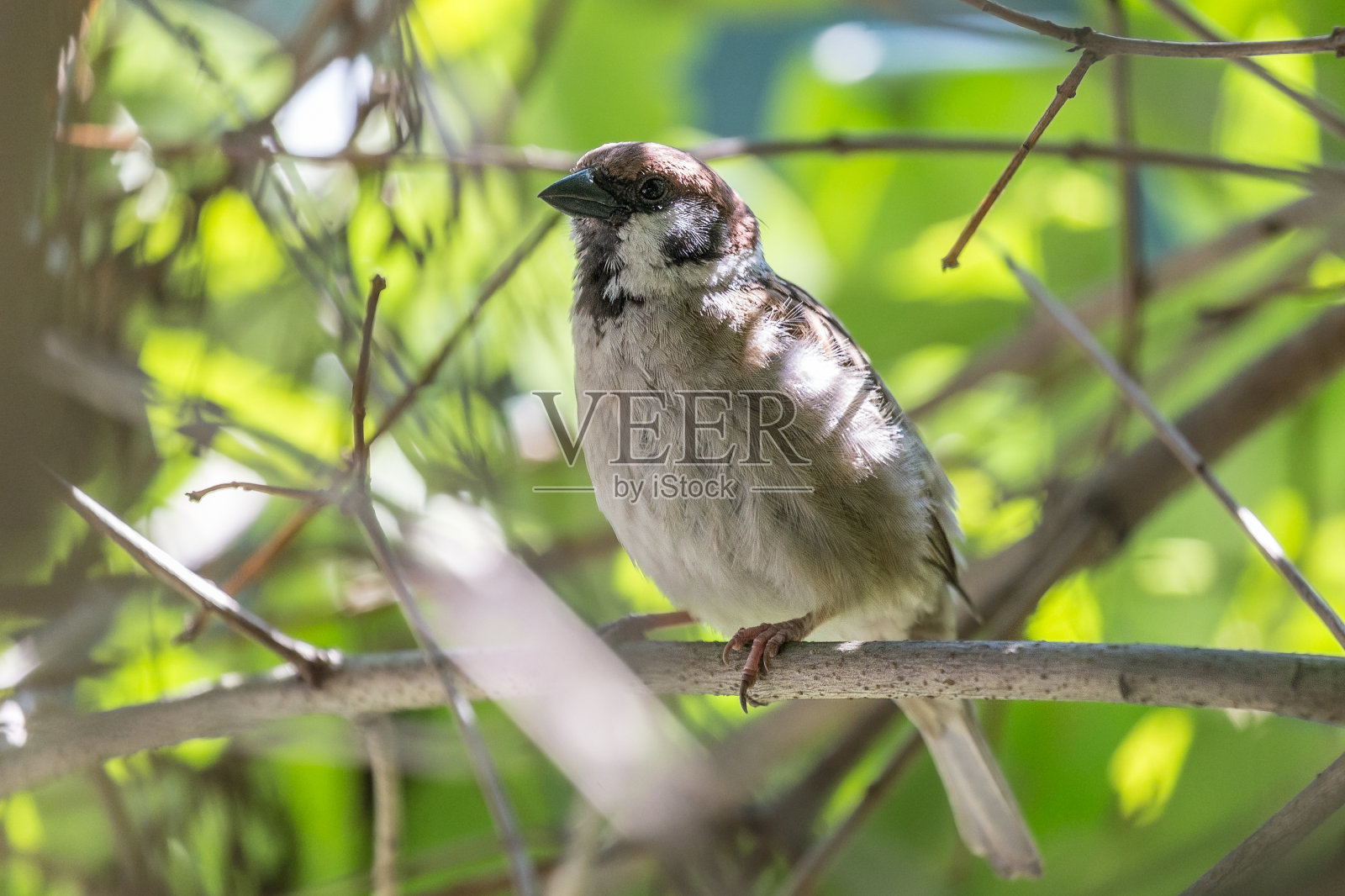 在炎热的夏天，家麻雀在灌木丛中长出羽毛。照片摄影图片