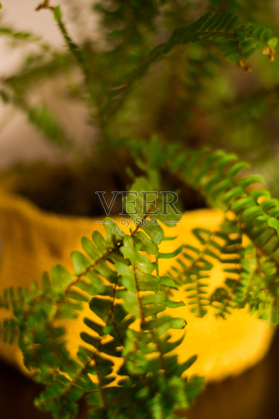 用蕨类花瓶装饰房子。照片摄影图片