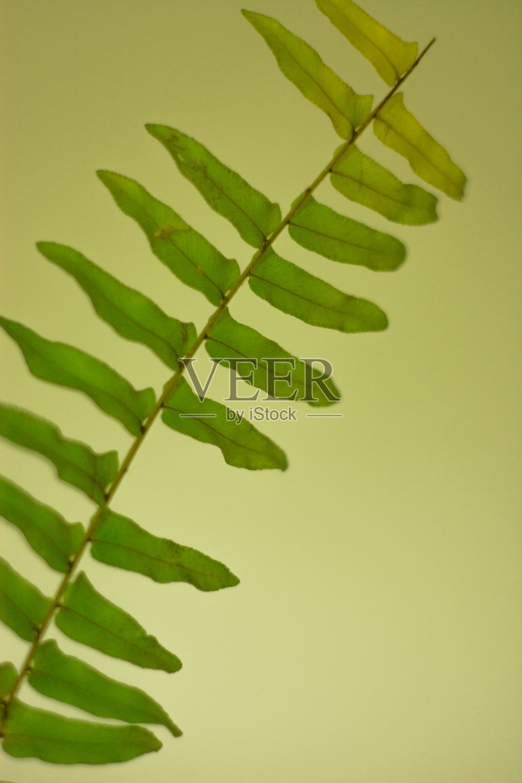 用蕨类花瓶装饰房子。照片摄影图片