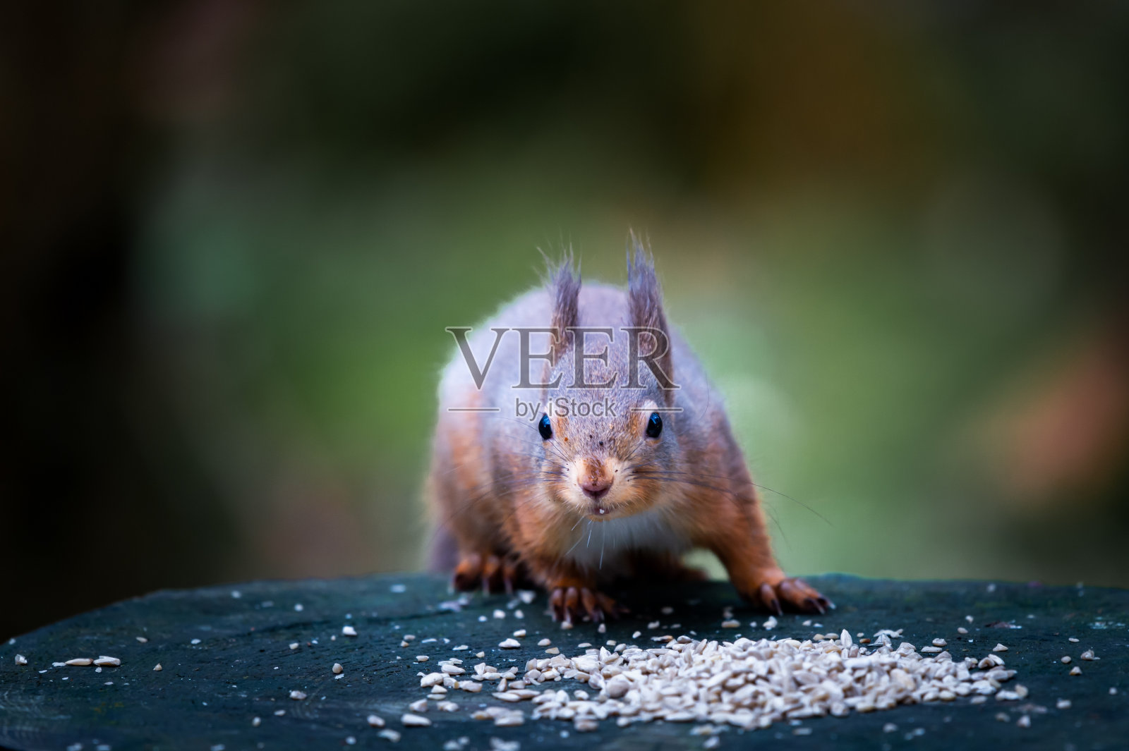 苏格兰西南部邓弗里斯和加洛韦的苏格兰林地里的红松鼠照片摄影图片