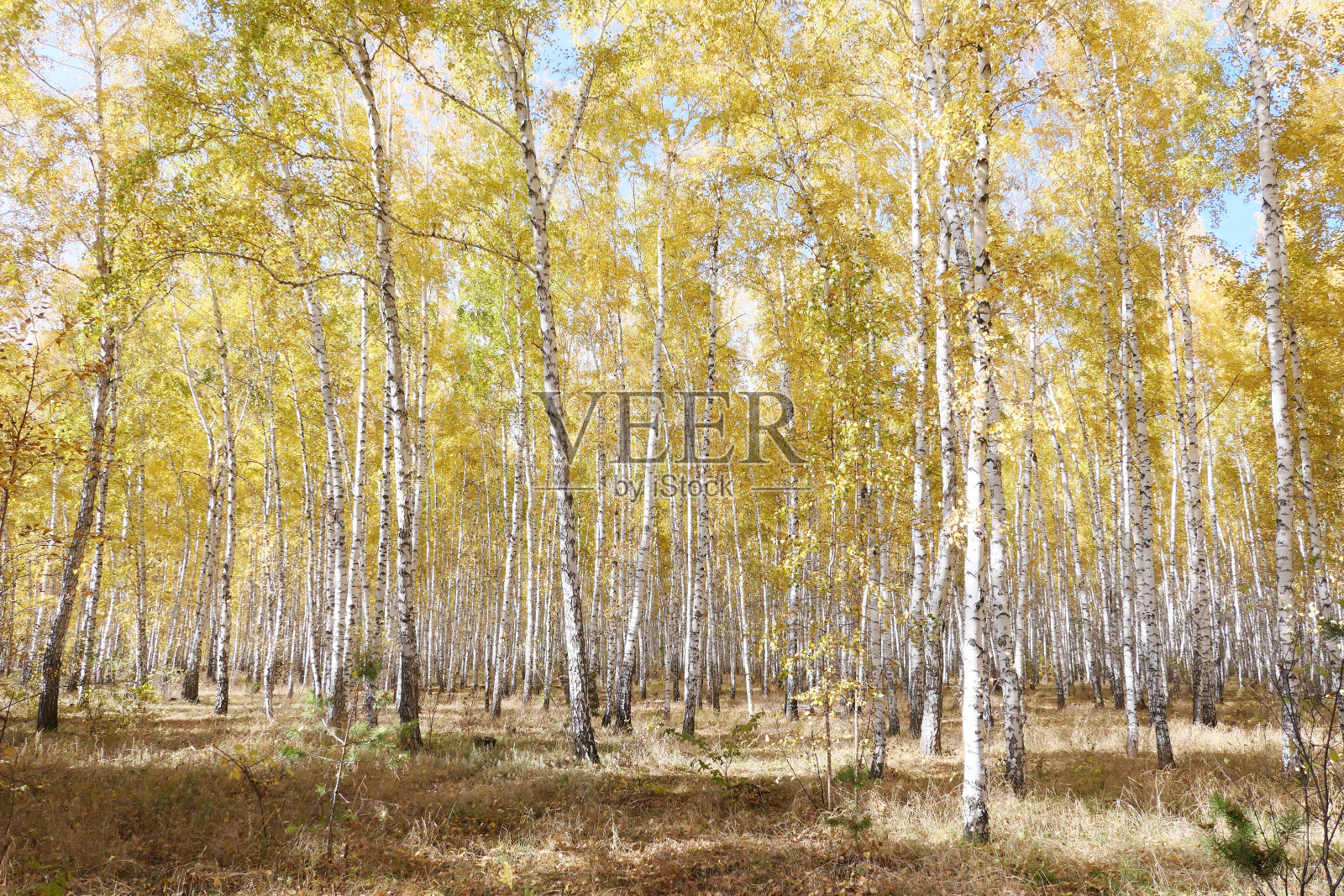 秋天的森林照片摄影图片