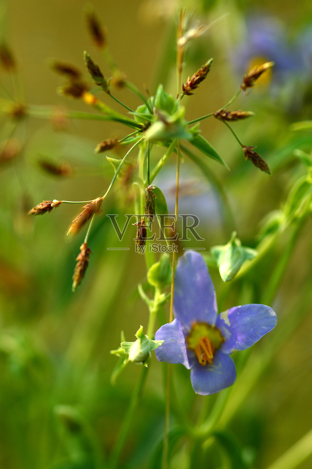 紫色紫罗兰花与草在模糊的绿色背景照片摄影图片