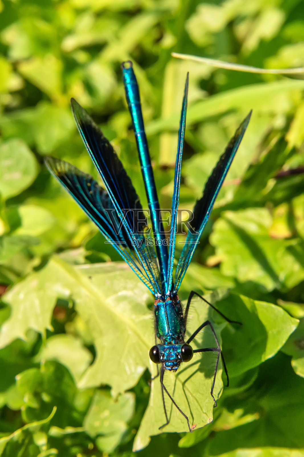 美丽的蓝色蜻蜓在草地上照片摄影图片