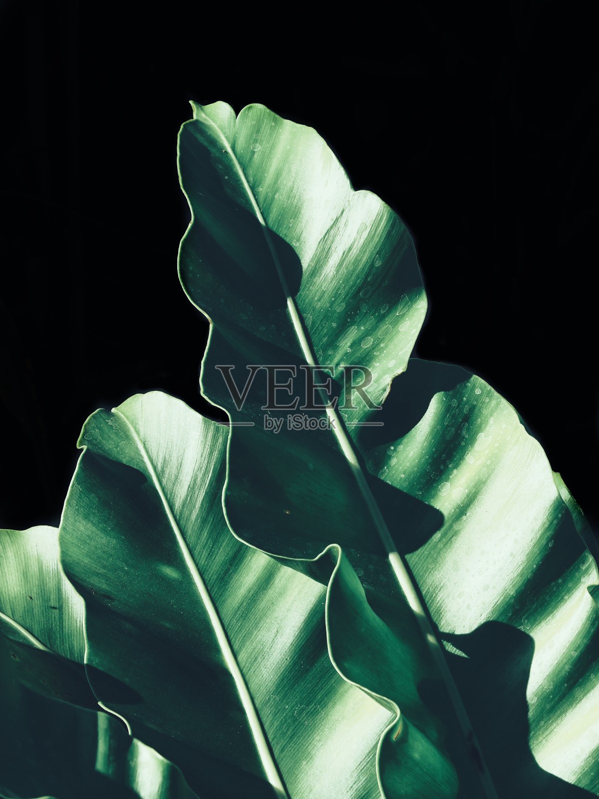 美丽的绿色热带树叶在黑色的背景照片摄影图片