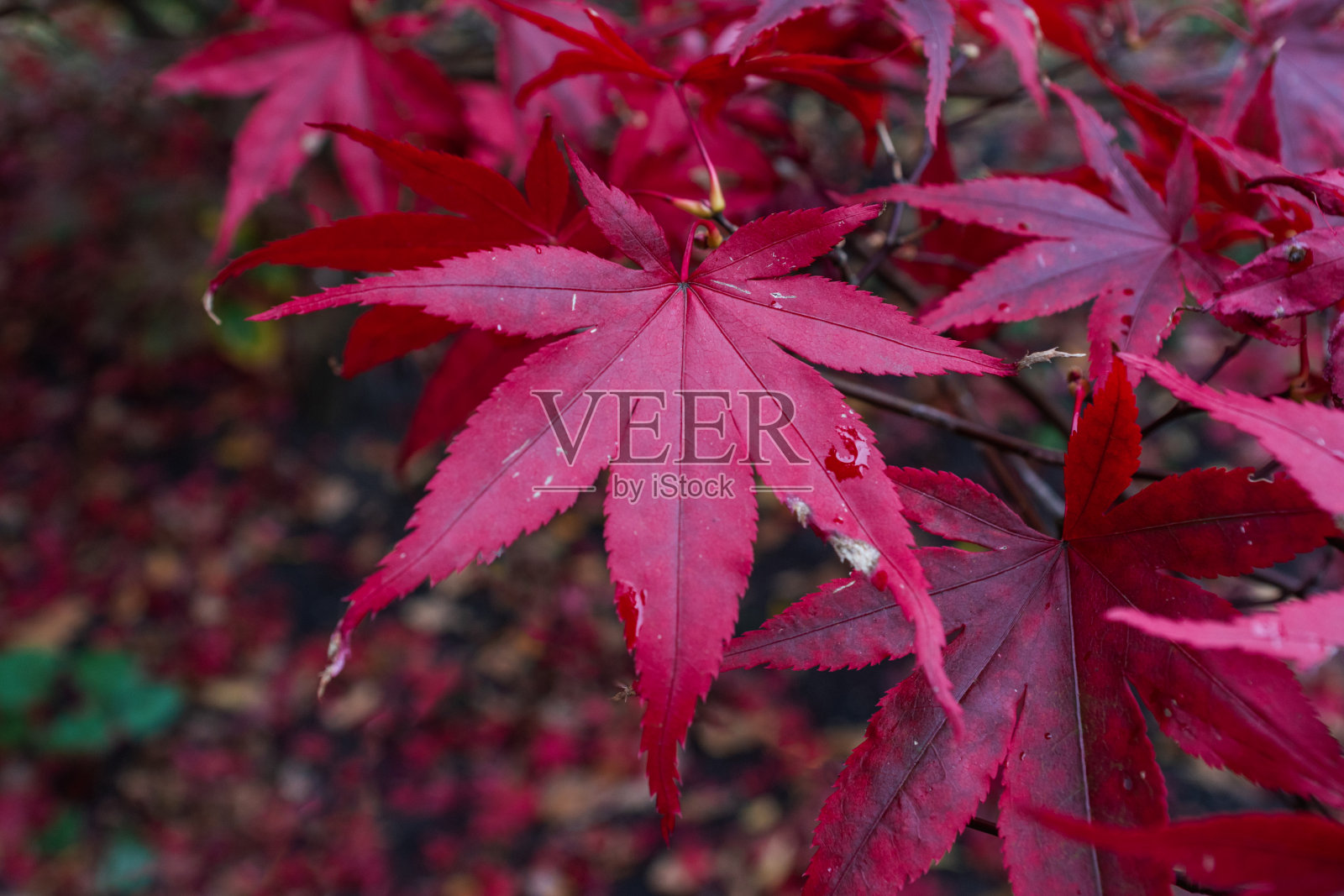 红叶日本枫树(槭日本)近照片摄影图片