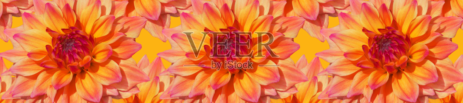 全景图案黄粉色条纹头大丽花照片摄影图片