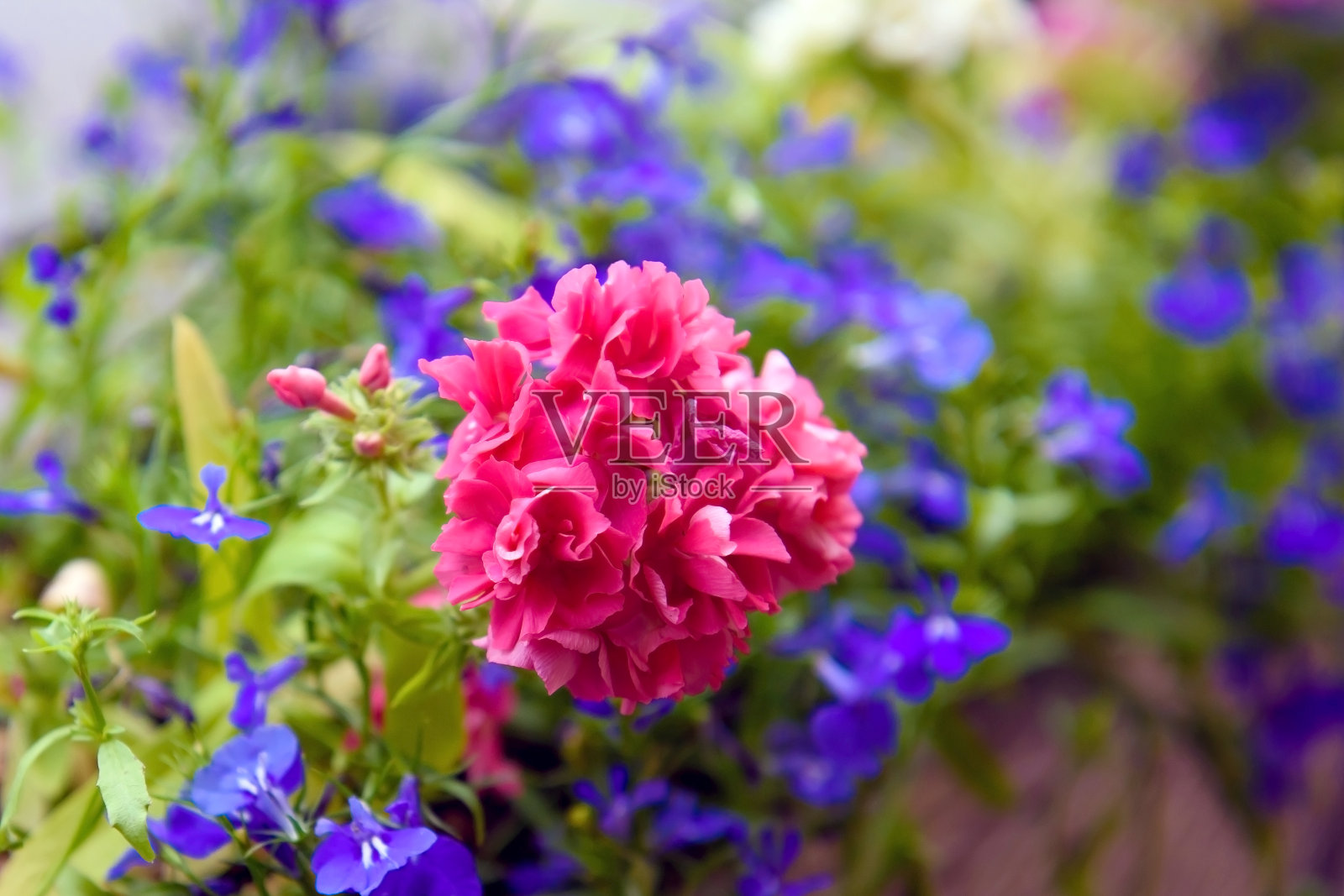 精致的花朵背景。照片摄影图片