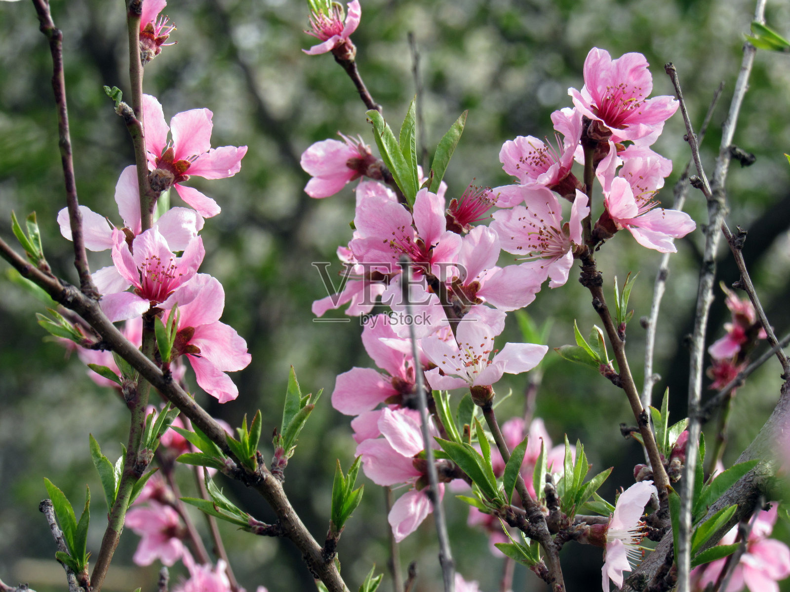 盛开的桃树照片照片摄影图片