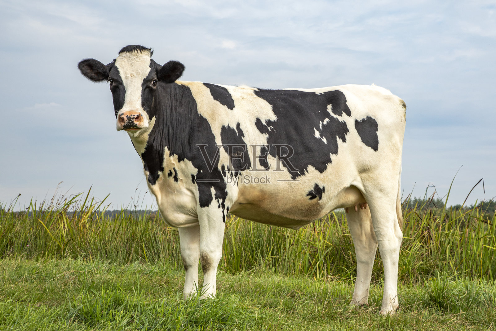 黑白色奶牛在牧场在荷兰，弗里西亚荷尔斯泰因和蓝天。照片摄影图片