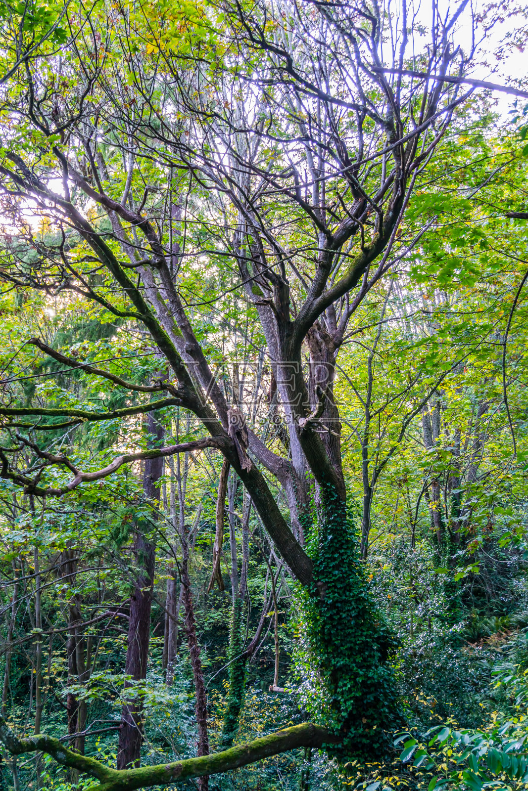 光暗树照片摄影图片