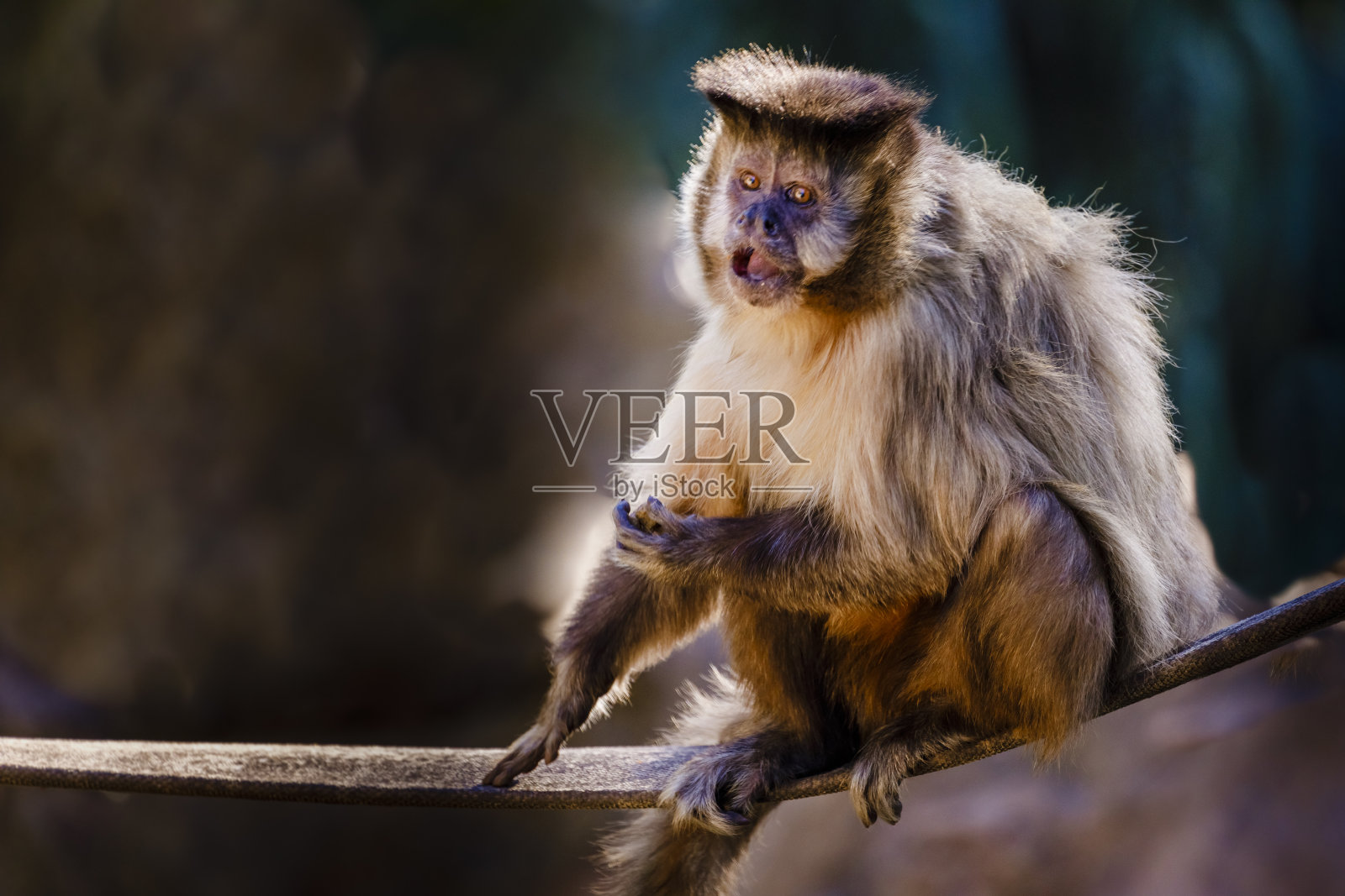 Sapajus卷尾猴，坐在树枝上，看一些东西-潘塔纳尔，巴西照片摄影图片