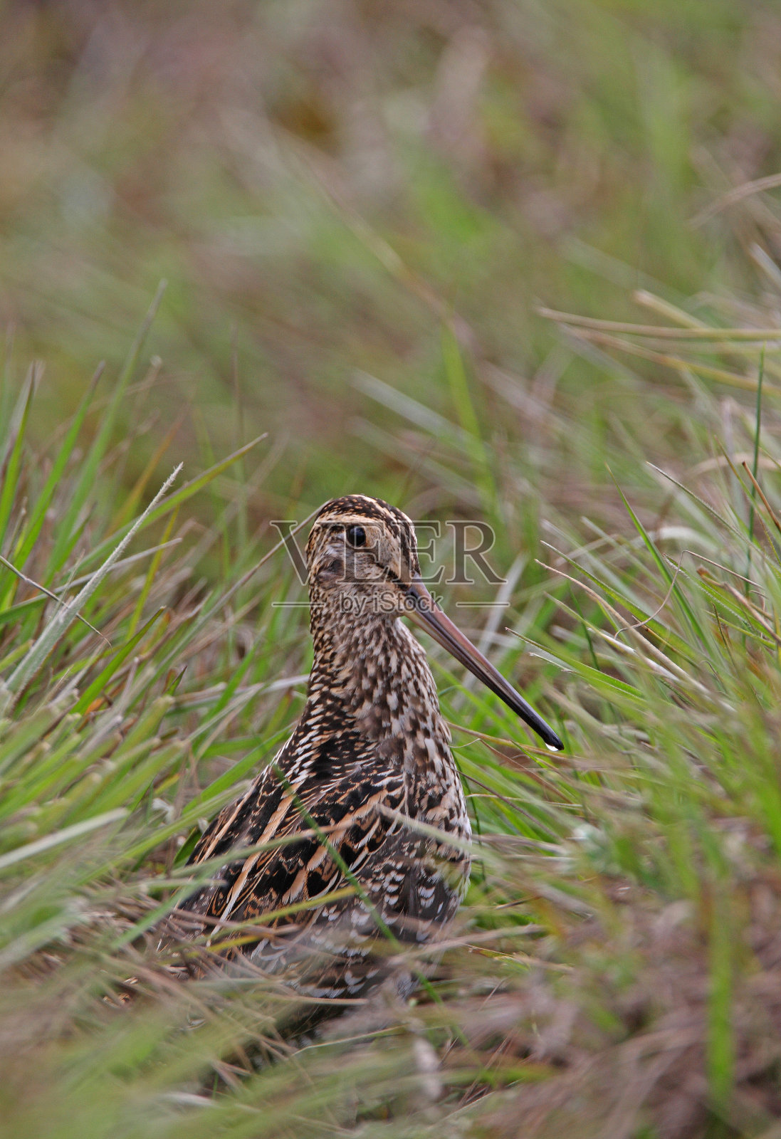 伟大的狙击照片摄影图片