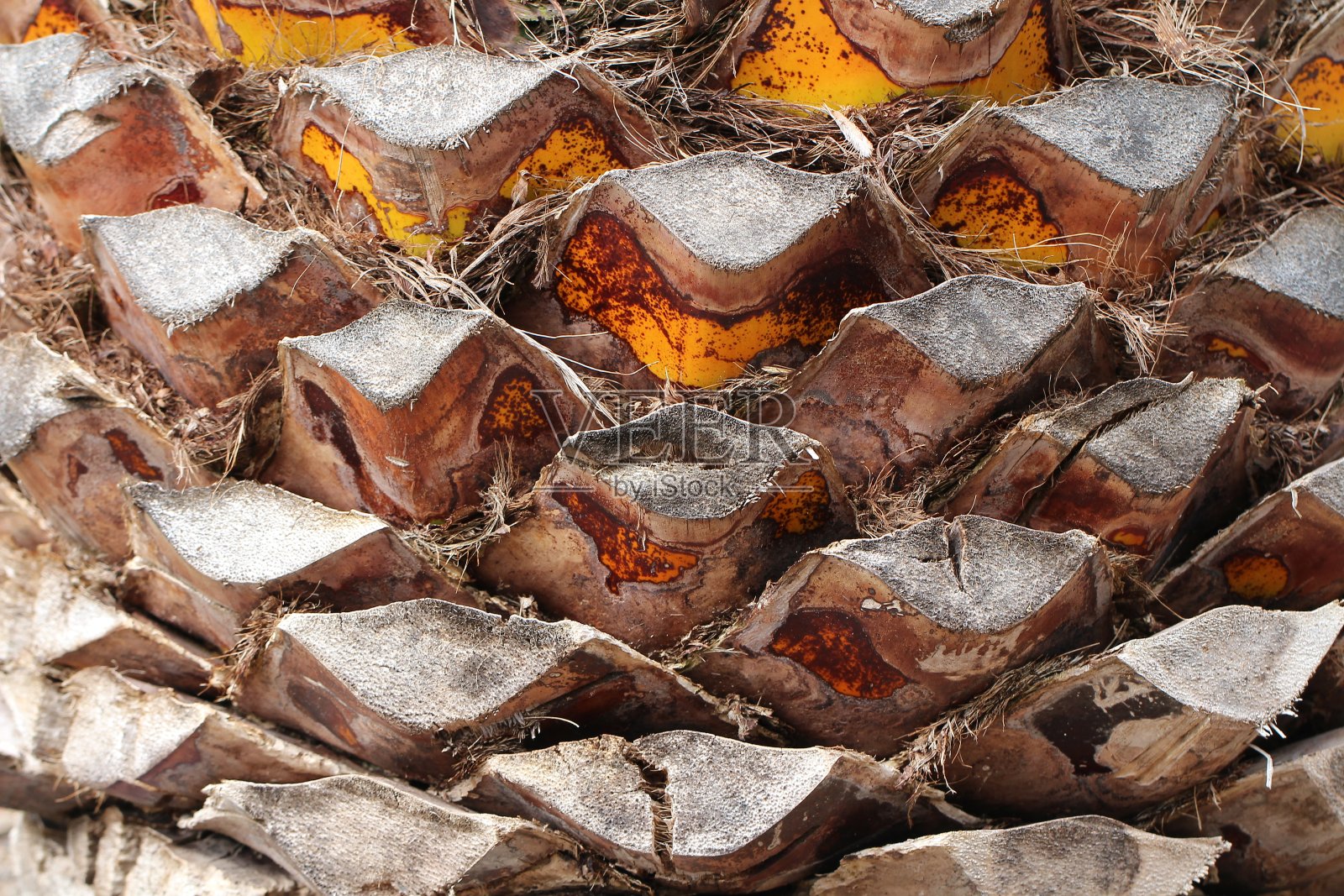 椰子树干的特写。棕榈皮照片摄影图片