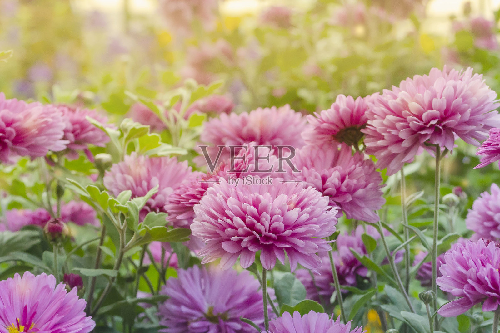 菊花花坛以耀眼的阳光和甜美柔和的黄色散景从灯光上模糊的背景。照片摄影图片