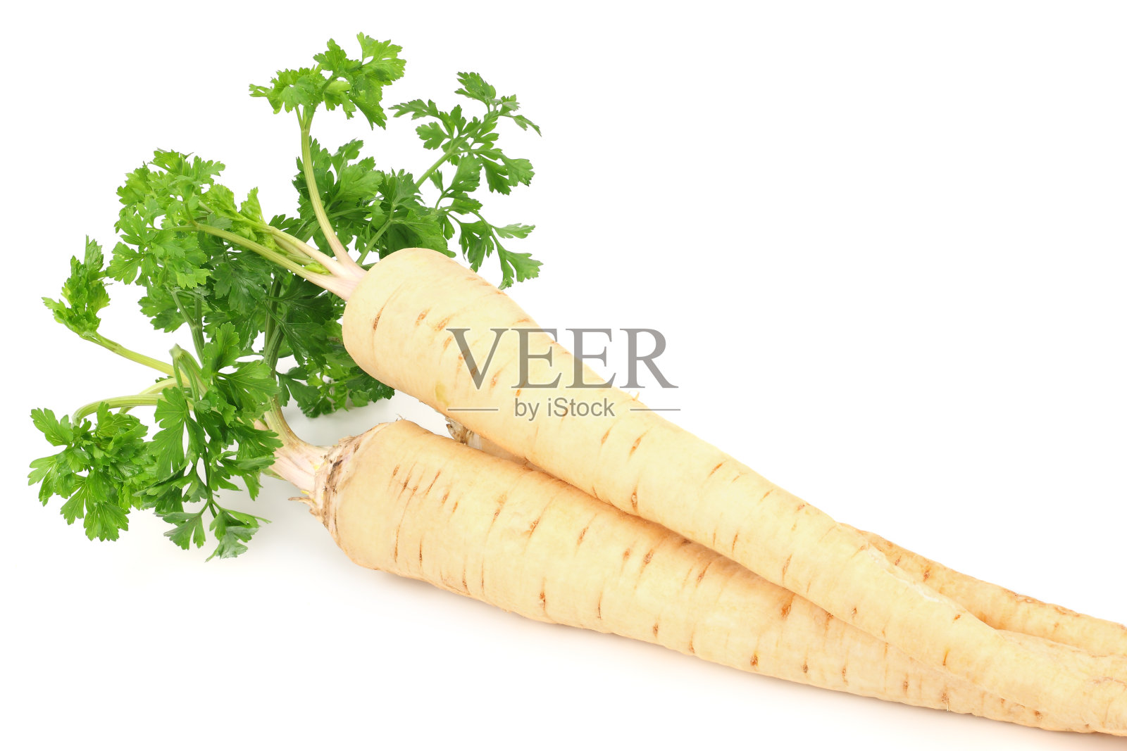 在白色背景上分离的新鲜欧芹根照片摄影图片