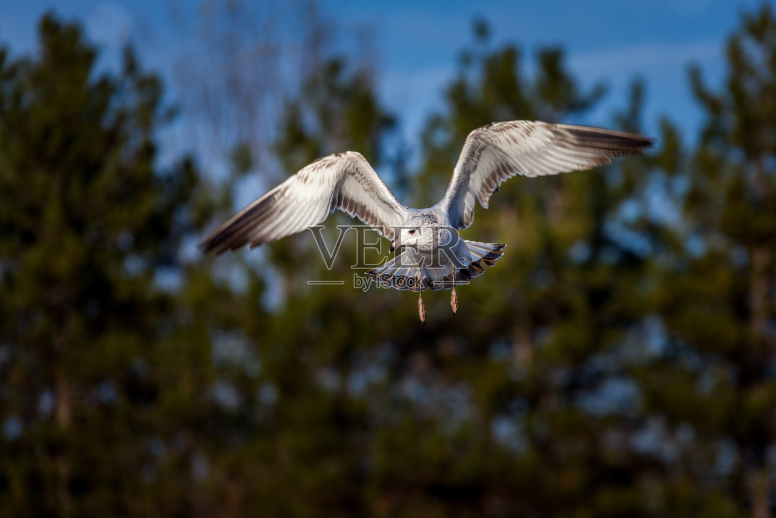 海鸥在天空中飞翔。照片摄影图片