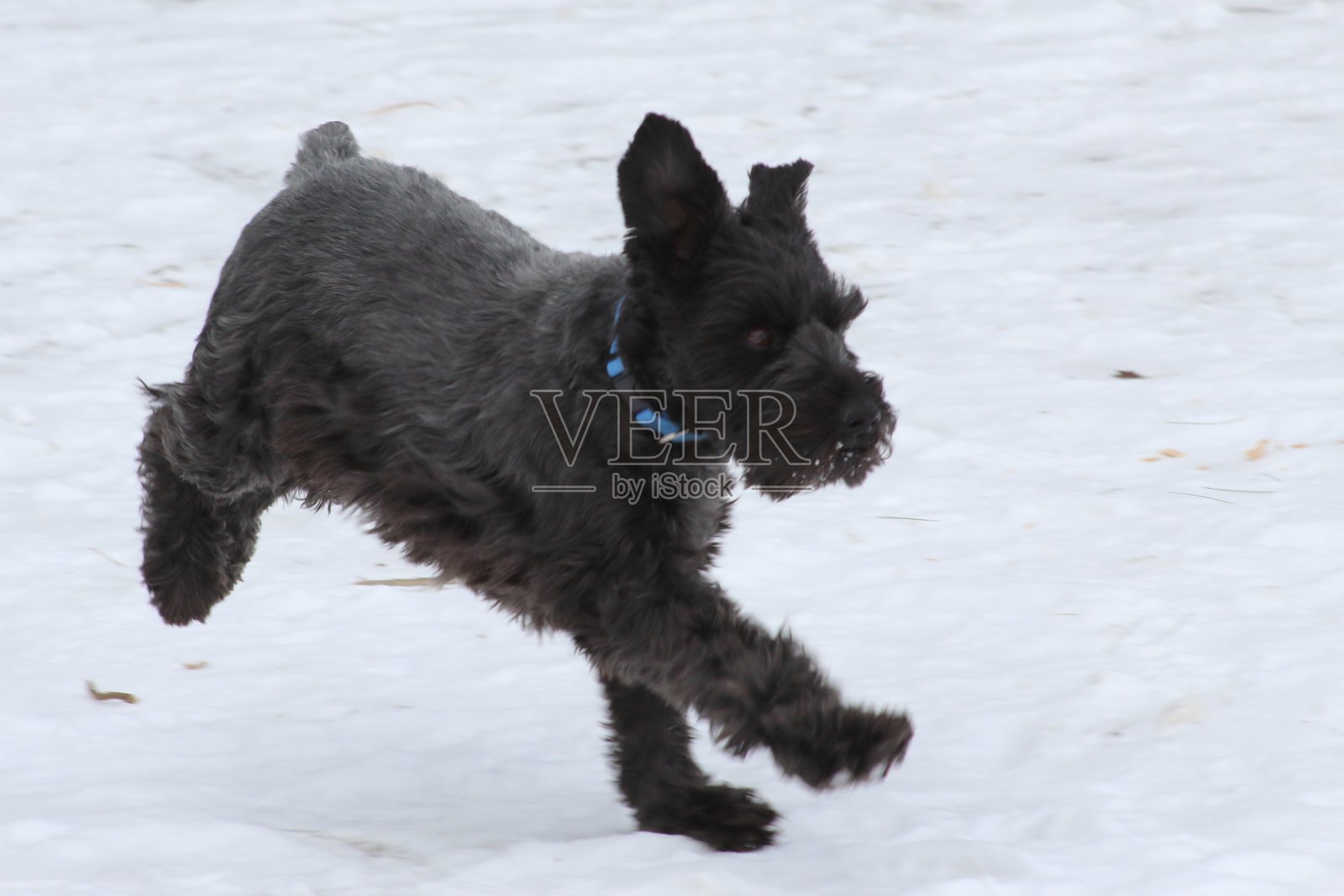 迷你雪纳瑞在雪地上奔跑照片摄影图片