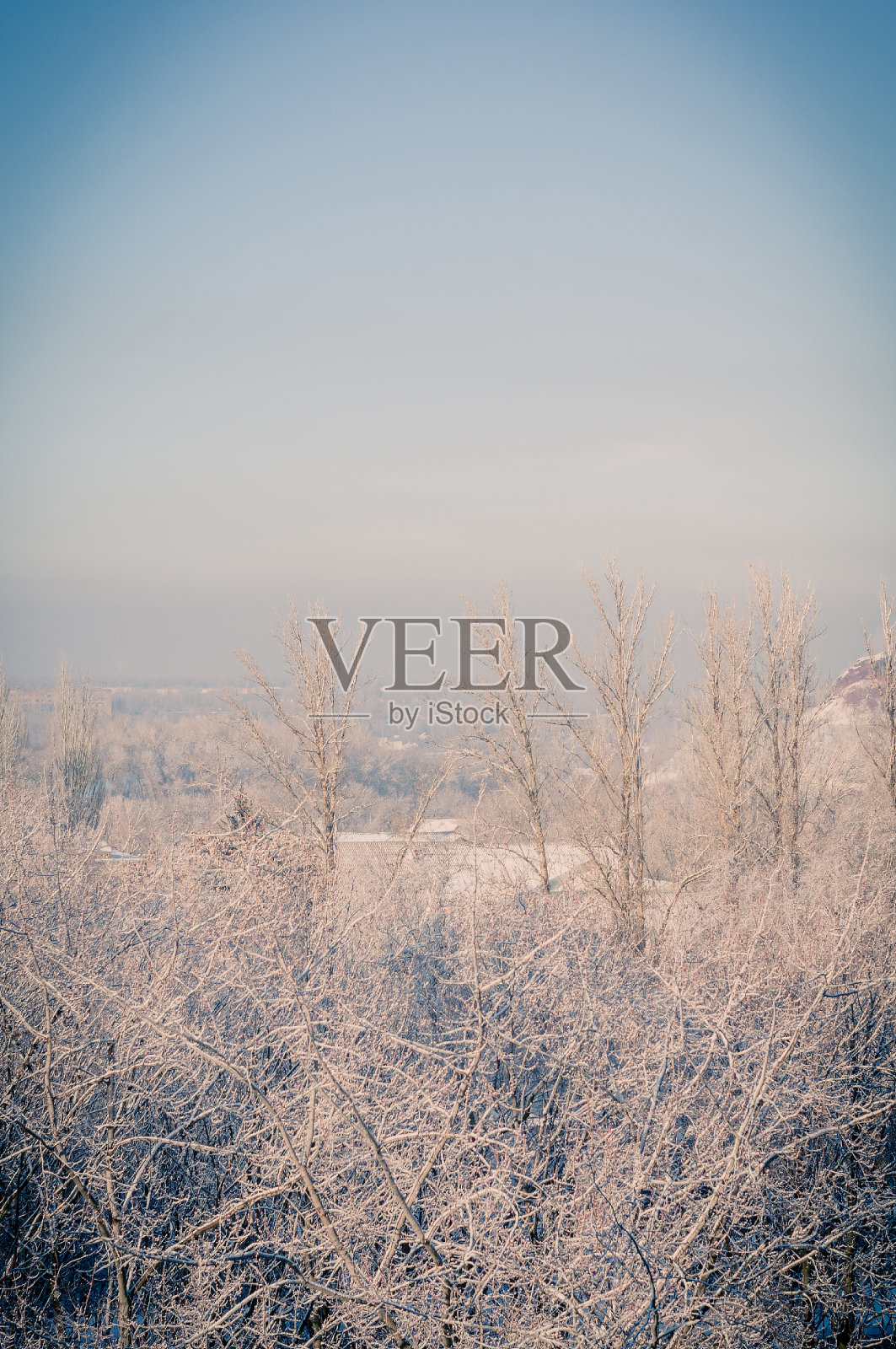 冬季城市的霜冻景观-覆盖着雪的树木在雾的背景照片摄影图片