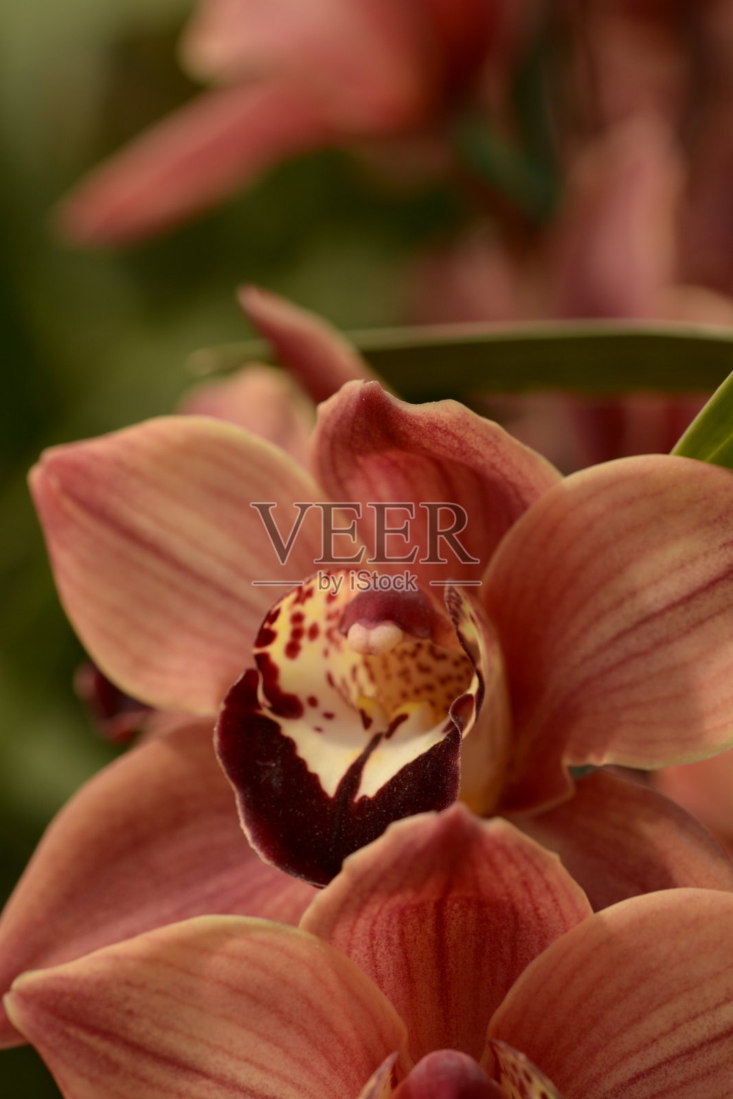 加州的春花照片摄影图片