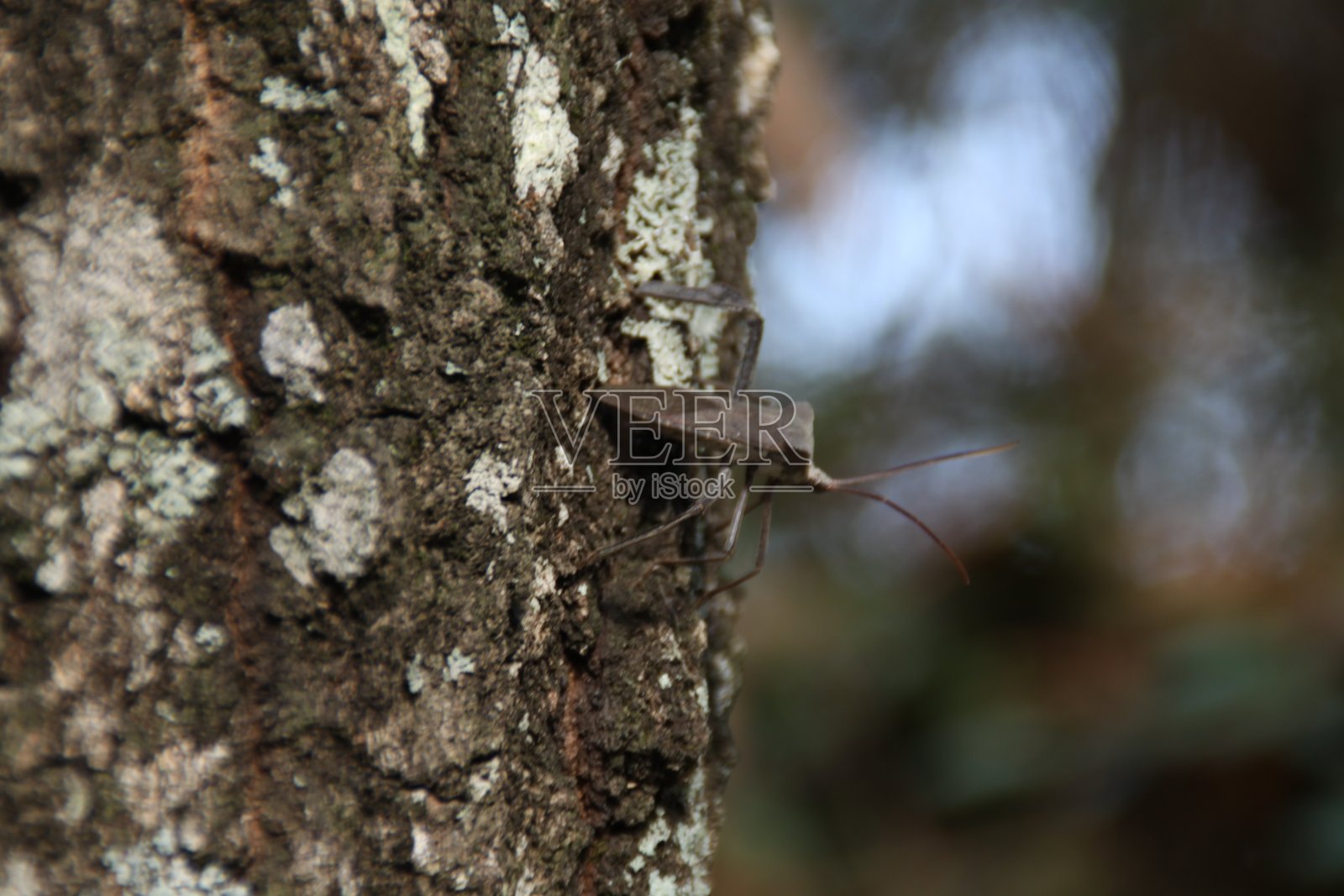 2019年12月15日，松树上的臭虫照片摄影图片
