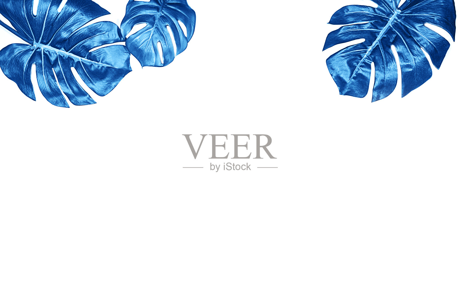 热带背景与蓝色叶子的怪物在白色背景，孤立。照片摄影图片