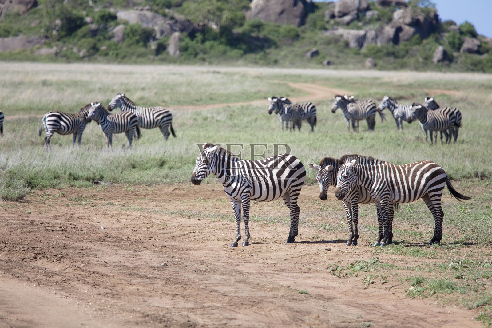 坦桑尼亚的斑马群照片摄影图片