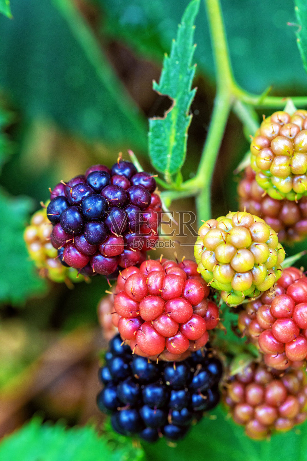 蓝莓与开花照片摄影图片