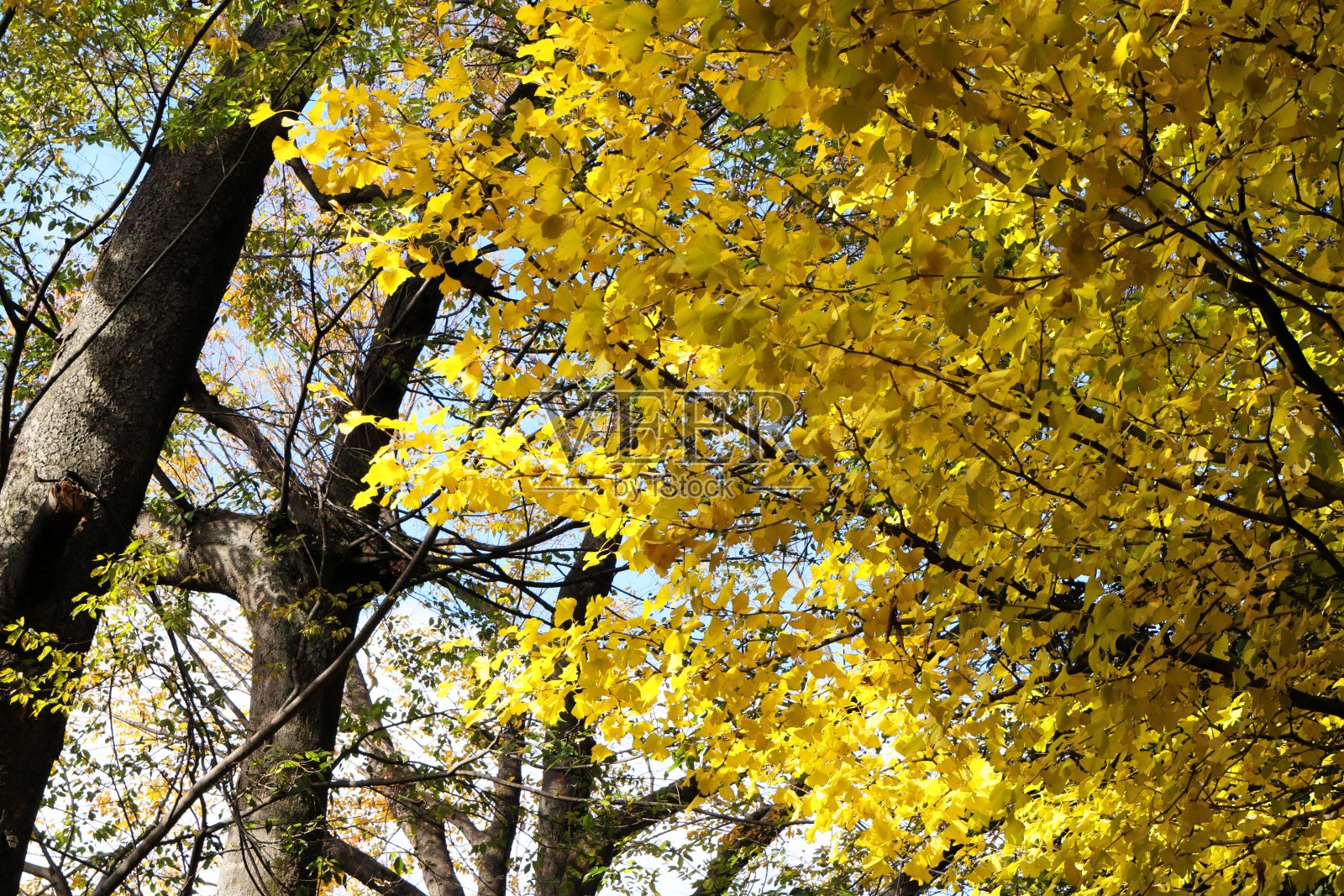 日本东京的彩色树叶照片摄影图片